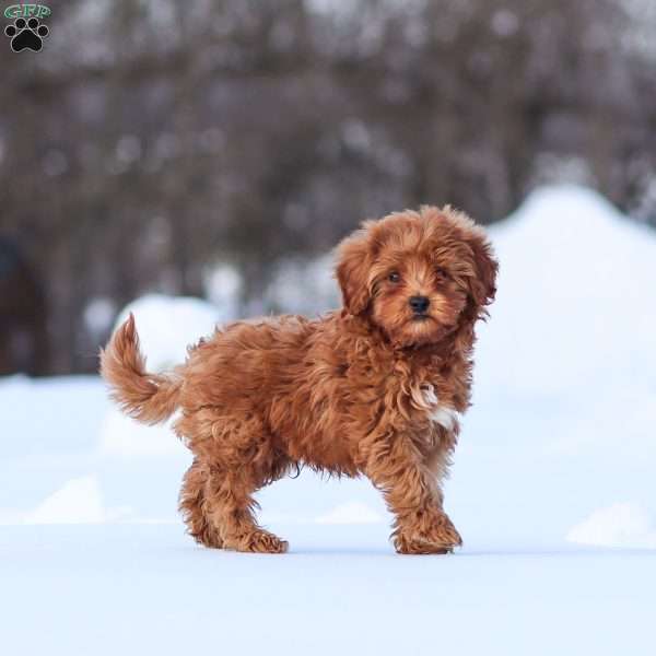 Murphy, Cavapoo Puppy